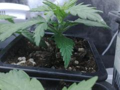 fastbud#2 n°1