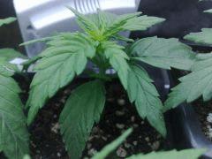fastbud#2 n°2