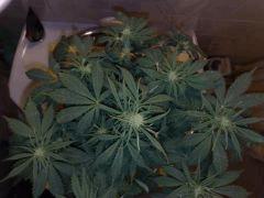 Chronic n°1,flo+22