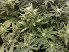 FastBud#2n°1,flo+23