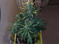 FastBud#2n°1,flo+22