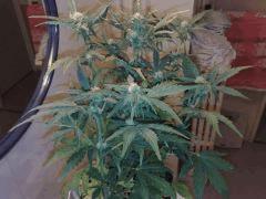 FastBud#2n°2,flo+22