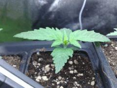 fastbud#2 n°2