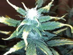 FastBud#2n°1,flo+22