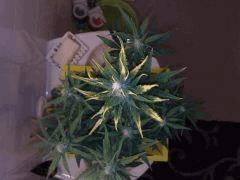 FastBud#2n°1,flo+22