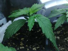 fastbud#2 n°3