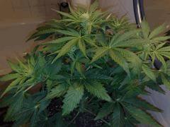Chronic auto n°3,flo+18
