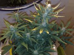 FastBud#2n°1,flo+22