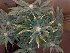 FastBud#2n°2,flo+22