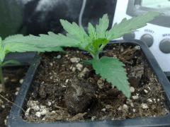 fastbud#2
