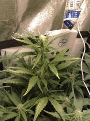 Cream Caramel auto n°3,flo+23