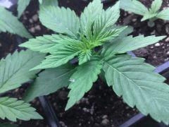 chronic1