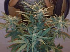 FastBud#2n°2,flo+22