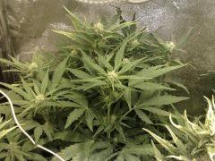 FastBud#2n°3,flo+23