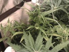 Cream Caramel auto n°3,flo+23