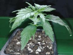 fastbud#2 n°2