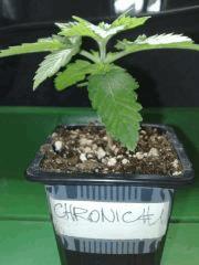 chronic n°1