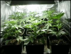 Iced grapefruit Female seeds 400w mh