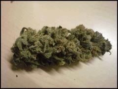 Bubblegummer Female Seeds