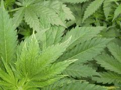 P1200009