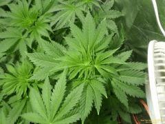 P1230006