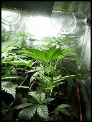 (détail)Iced grapefruit Female seeds 400w mh