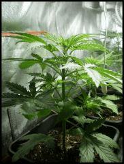 (détail*)Iced grapefruit Female seeds 400w mh