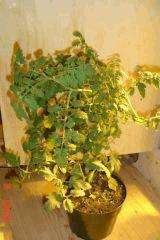 tomate cerise Le plus compresser Du monde