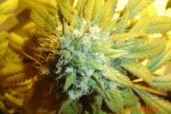 GB 3 yellow pheno Vue De plan 4 juillet