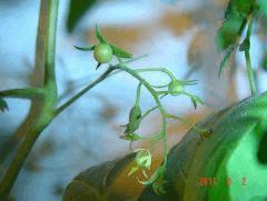 tomate cerise 1j