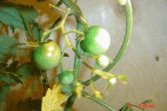 tomate cerise 16 juin