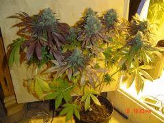 GB 1 10 juillet couleur magnifique mauve nuit