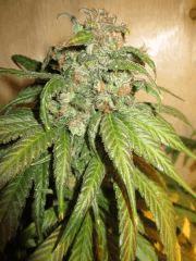 MANGO 5  16 juillet