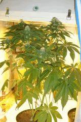 Gb Rel 1monoecie