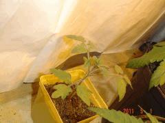 Tomate cerise 1 mai