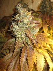 zoom Bud 2 GB Rel 1 16 juillet
