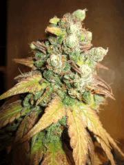 GOd Bud 3 zoom tete