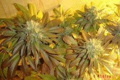 GOd Bud 1 couleur Au 4 juillet