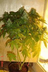 God Bud Rel. 1 monoecie