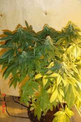 monoecie GB Rel 1  19 juin