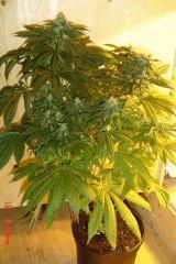 MAngo5 16 juin