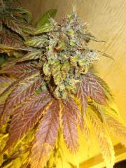 zoom Bud  GB Rel 1 16 juillet