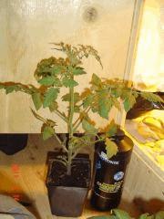 Tomate cerise 14 mai