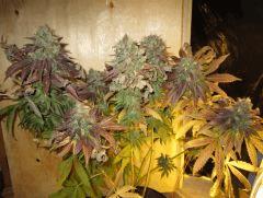GOD Bud 1 general