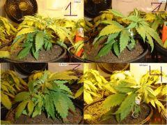 montage mango palisage P3 30 avril Pm