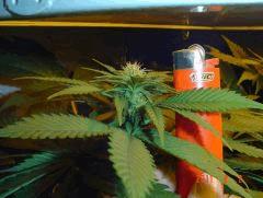 gros plant 1 juin
