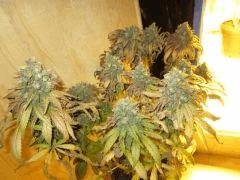 GOD Bud 3 general 16 juillet