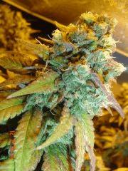 Apex GB3  yellow pheno 12 juillet