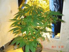 mango5  au 29 mai
