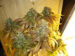 zoom Bud general GB Rel 1 16 juillet